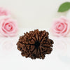 Natural 9 Mukhi Rudraksha Beads  A Premium Quality
