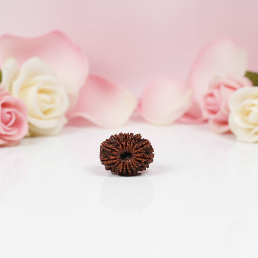 Natural 13 Mukhi Rudraksha Beads