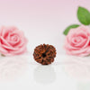 Natural 8 Mukhi Rudraksha Beads  A Premium Quality