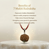 7 Mukhi Rudraksha Pendant  AA Premium Quality
