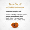 Natural 12 Mukhi Rudraksha Beads