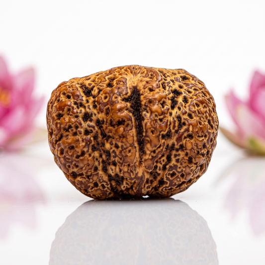 Natural Yoni Rudraksha Beads