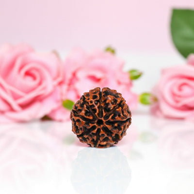 Natural 8 Mukhi Rudraksha Beads   AA Premium Quality