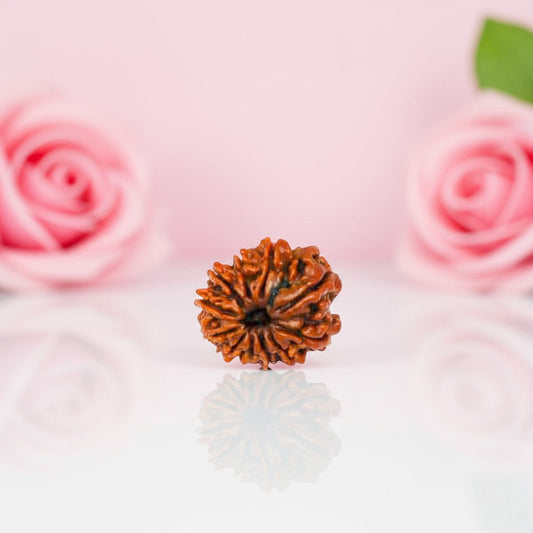 Natural 11 Mukhi Rudraksha Beads