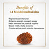 Natural 14 Mukhi Rudraksha Beads