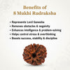 Natural 8 Mukhi Rudraksha Beads  A Premium Quality