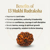 Natural 13 Mukhi Rudraksha Beads