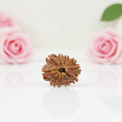 Natural 10 Mukhi Rudraksha Beads  A Premium Quality