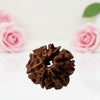 Natural 8 Mukhi Rudraksha Beads   AA Premium Quality
