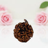 Natural Ganesh Rudraksha Beads  AA Premium Quality